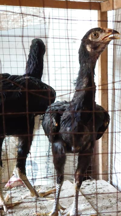aseel pair thai shamu cross