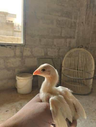 Aseel Heera & Aseel Lasani chicks