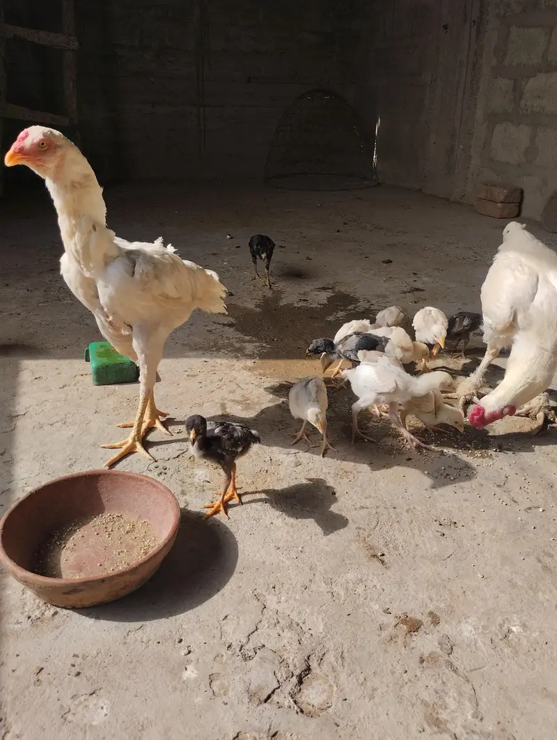 Aseel Heera & Aseel Lasani chicks — photo 2
