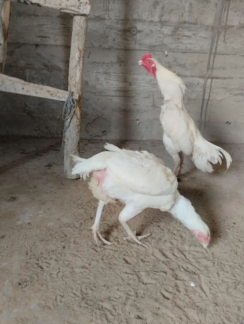 Aseel Heera & Aseel Lasani chicks — photo 3