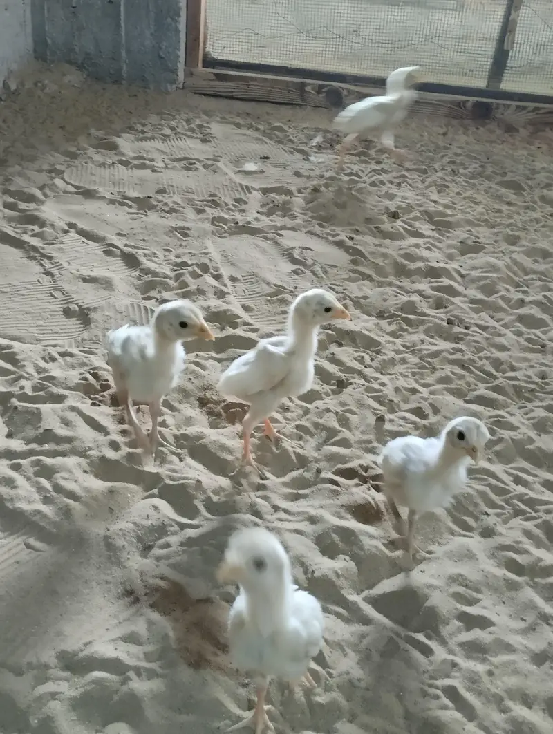 Aseel Heera & Aseel Lasani chicks — photo 4