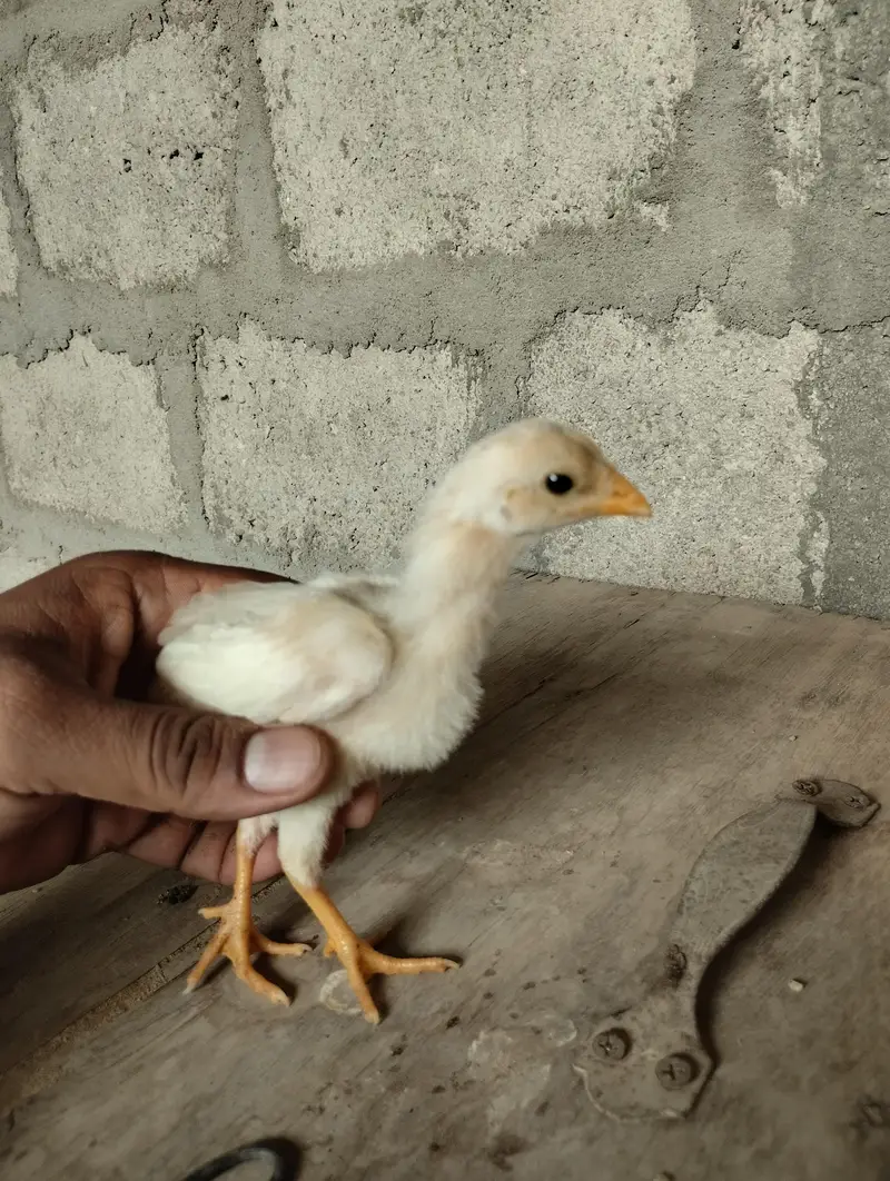 Aseel Heera & Aseel Lasani chicks — photo 5