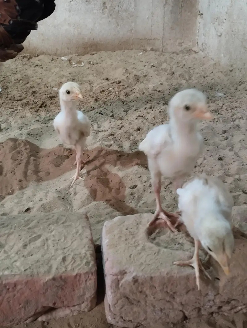Aseel Heera & Aseel Lasani chicks — photo 6
