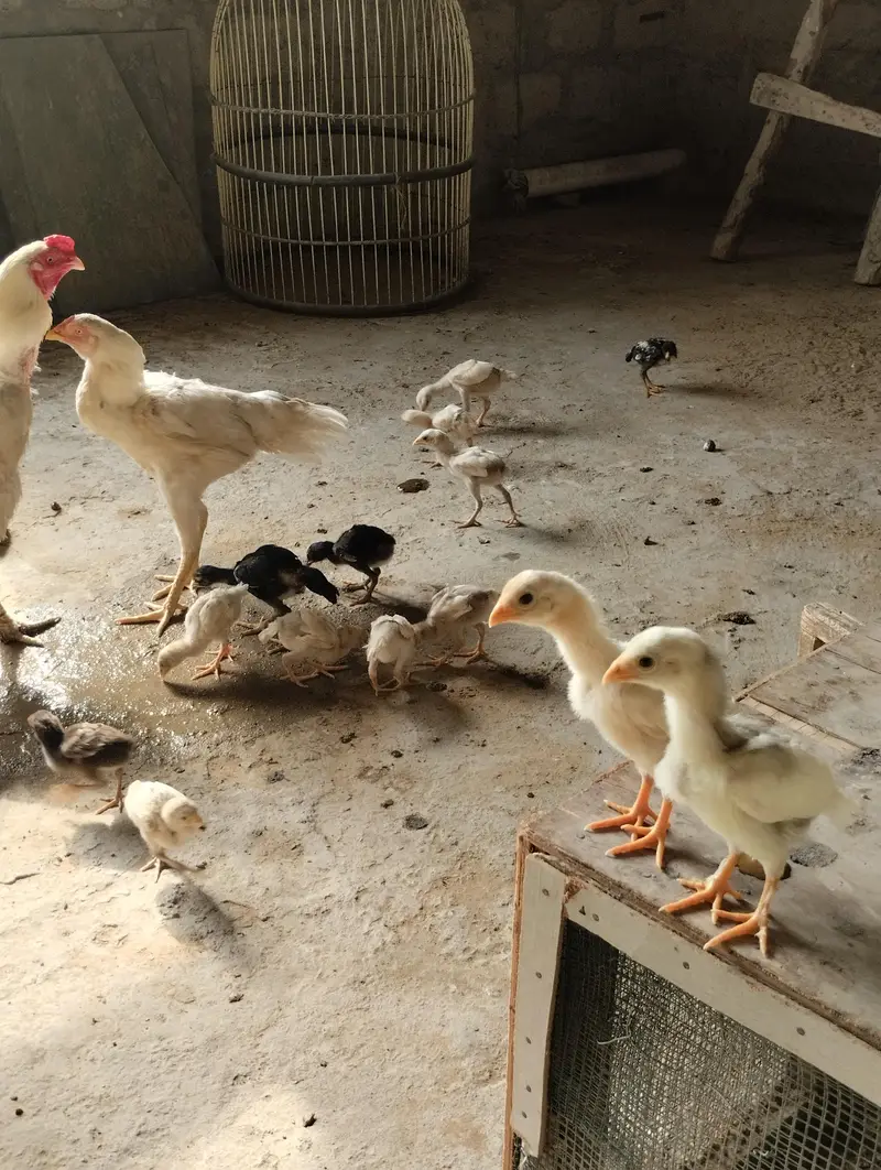 Aseel Heera & Aseel Lasani chicks — photo 7