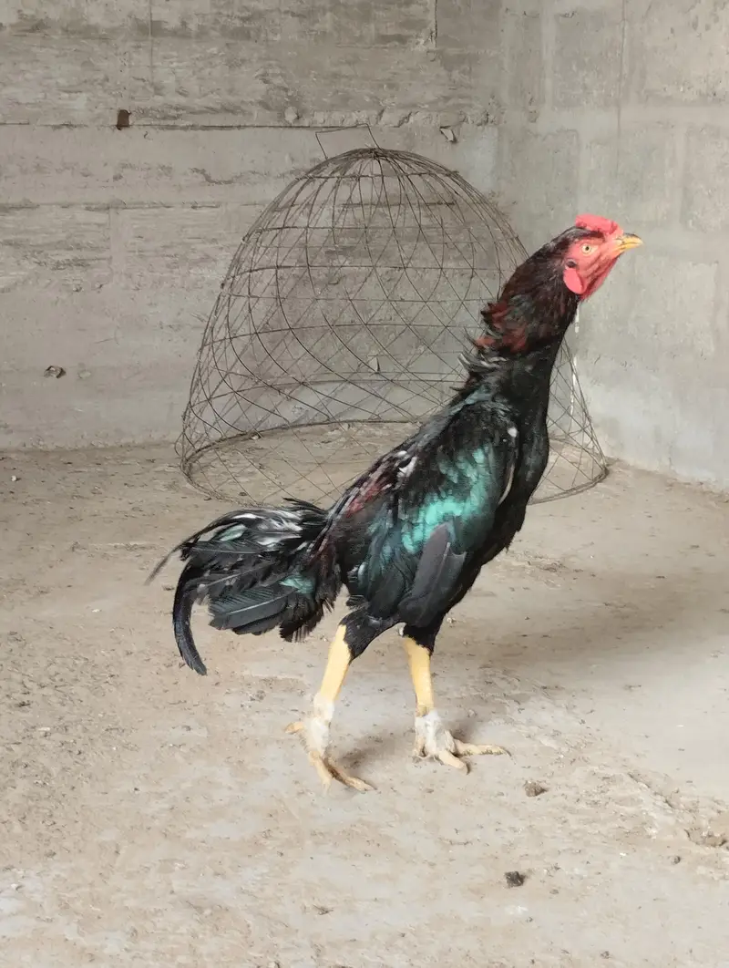 Aseel Heera & Aseel Lasani chicks — photo 8