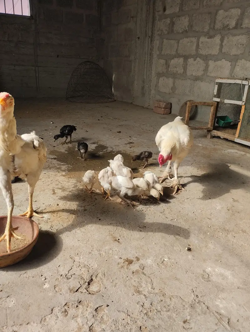 Aseel Heera & Aseel Lasani chicks — photo 9