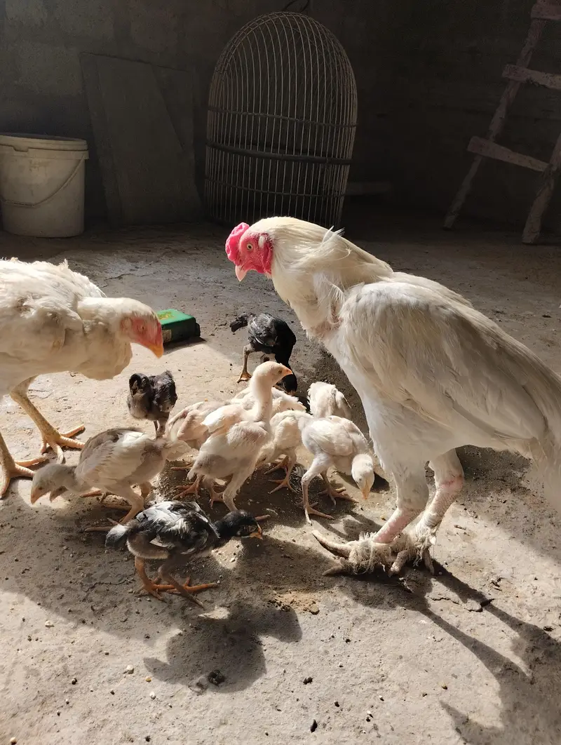 Aseel Heera & Aseel Lasani chicks — photo 10