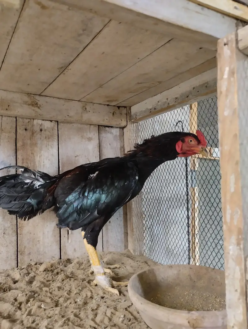 Aseel Heera & Aseel Lasani chicks — photo 11