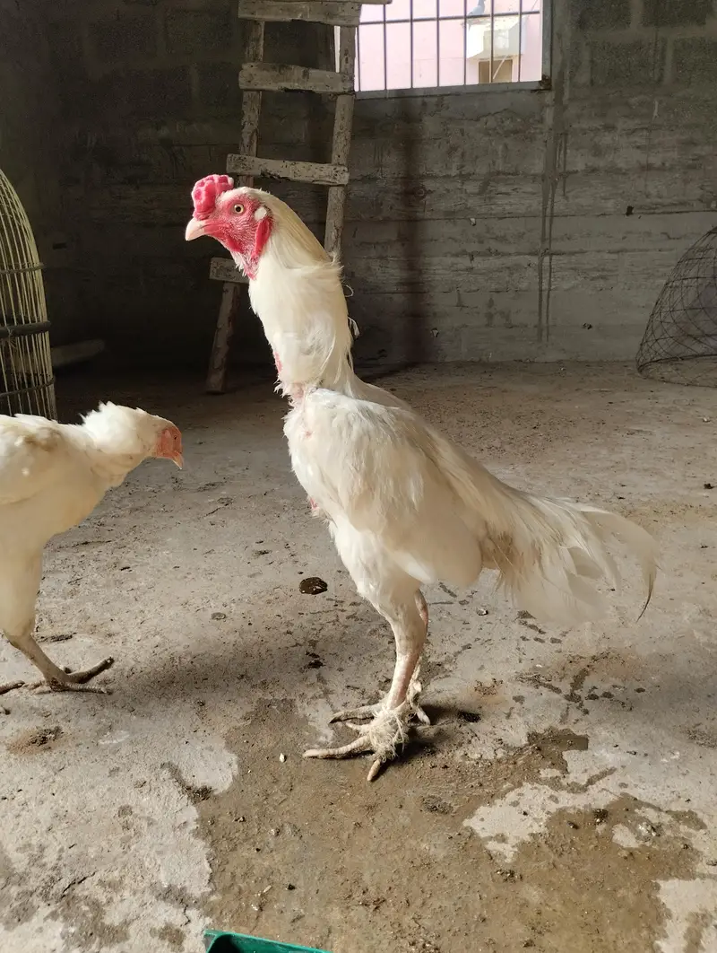 Aseel Heera & Aseel Lasani chicks — photo 12