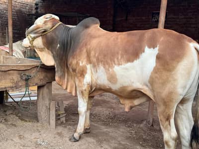 Qurbani 2027 Pink Nose Ablak Bacha High Quality Big Frame