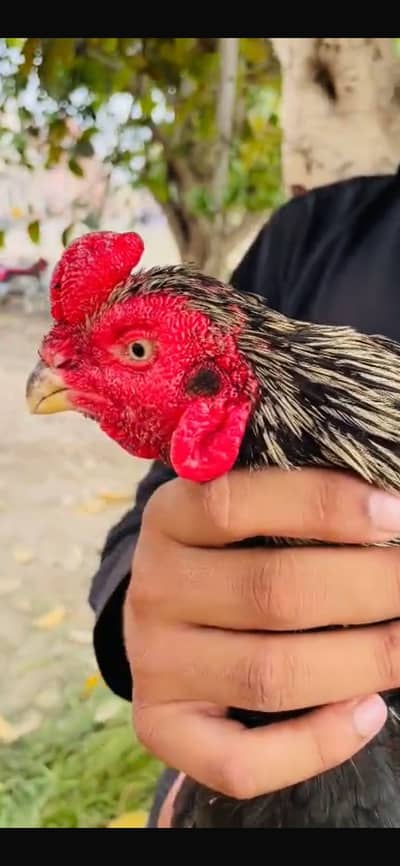 Preat beak cross murga ha or hight quality madi ha