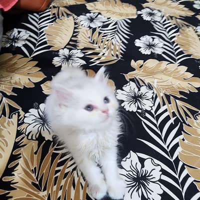 Persian kittens