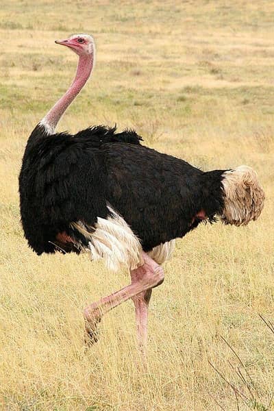 Ostrich eggs Urgently for sale