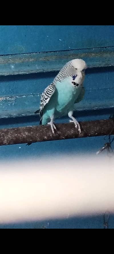 Exhibition Budgie Pair For Sale