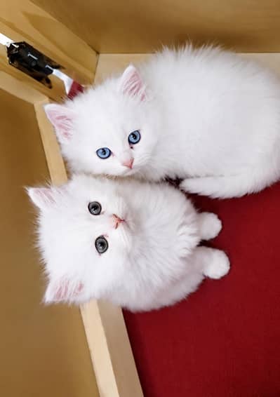 Persian kattins doll faces