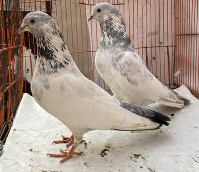 Deewan shab waly bredr pair avil