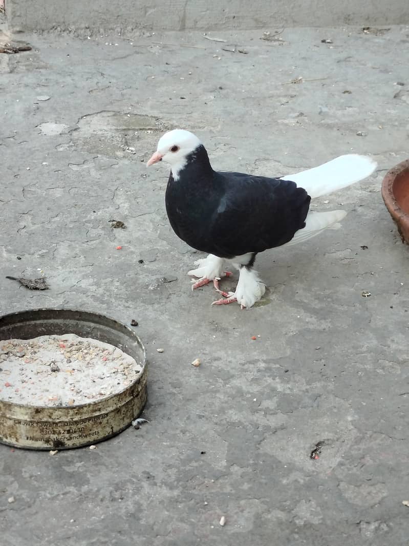 fancy pigeons 0