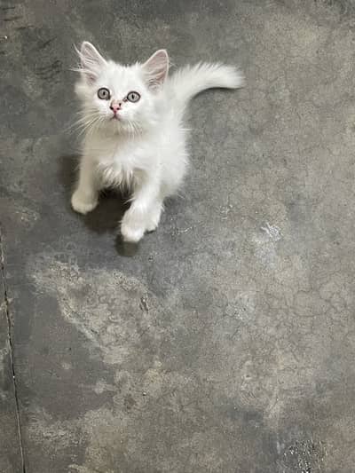Persian triple coated  kitten / 03187020013/ white kitten /