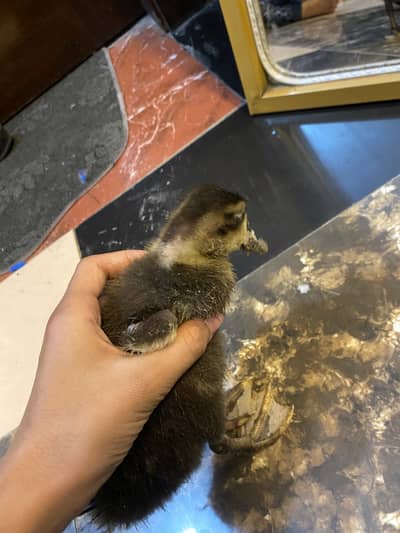 Ducks Good quality