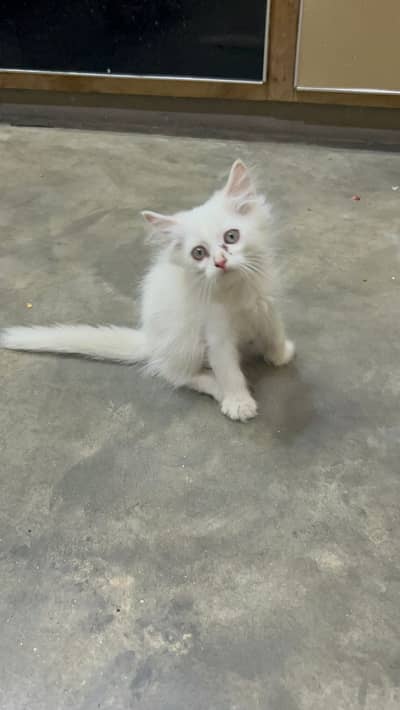 Persian triple coated kitten / 03187020013/ hazel eyes / white