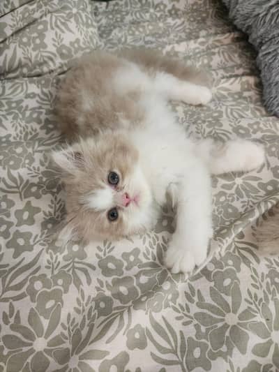 Persian Cat (Kittens)