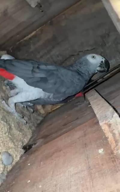African gray male