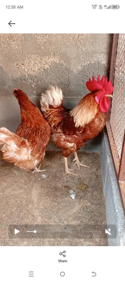 lohman brown egges leying pair. 03118393387