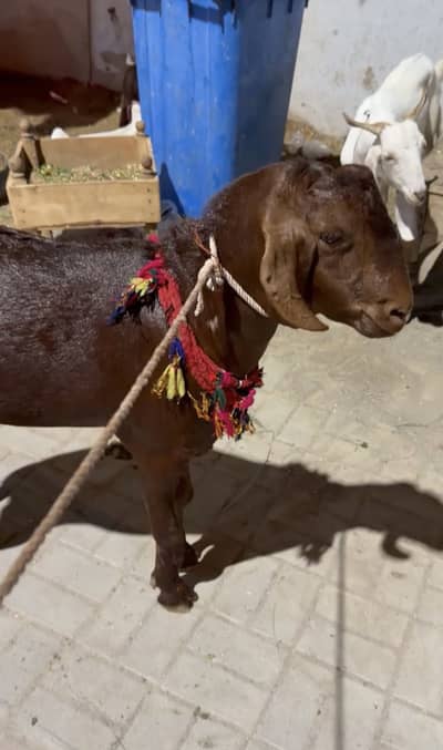 MUNDA BAKRA