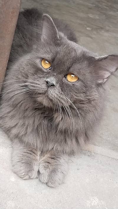 male cat available for meeting  contact what's up number 03238516670