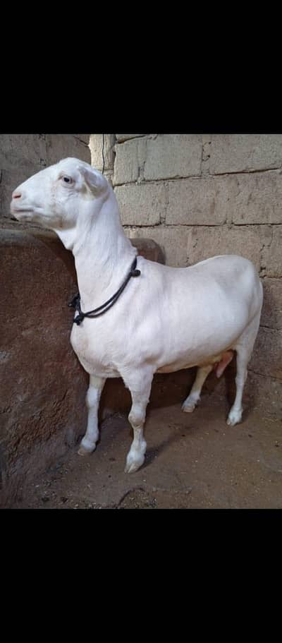 amrican. teddy female 03122565964