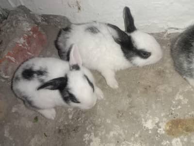 rabbits