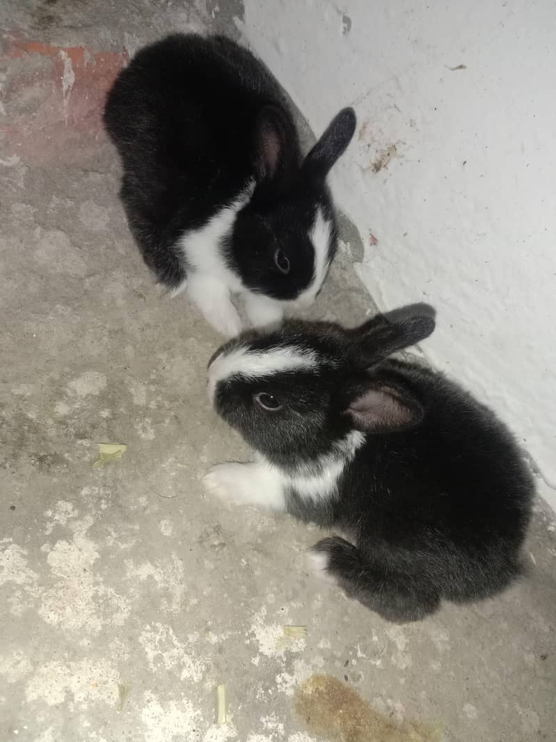 rabbits 1