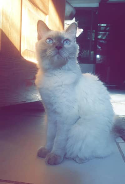 High Quality Himalayan Cat Ready for first Breed