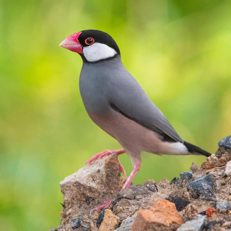 fawn java finch 1