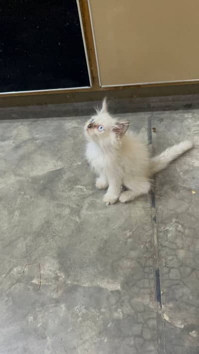 Persian male kitten /Himaliyan kitten /Blue eyes kitten  /03247627801