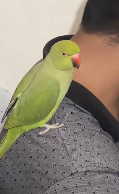 Ring neck female hand tamed talking