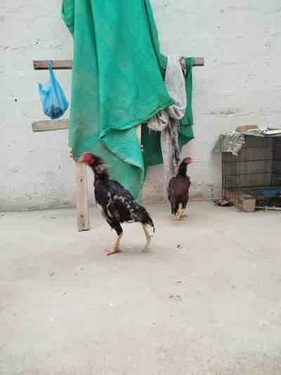 Aseel Urgent Sale