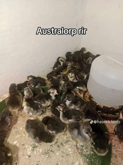 Austrolop chicks available karachi