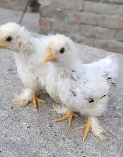 molted bantam  chiks pair