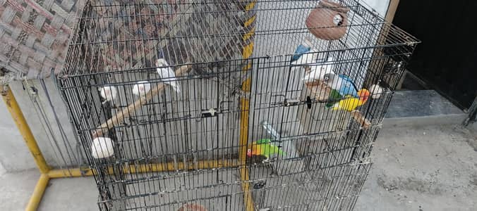 love birds for sale