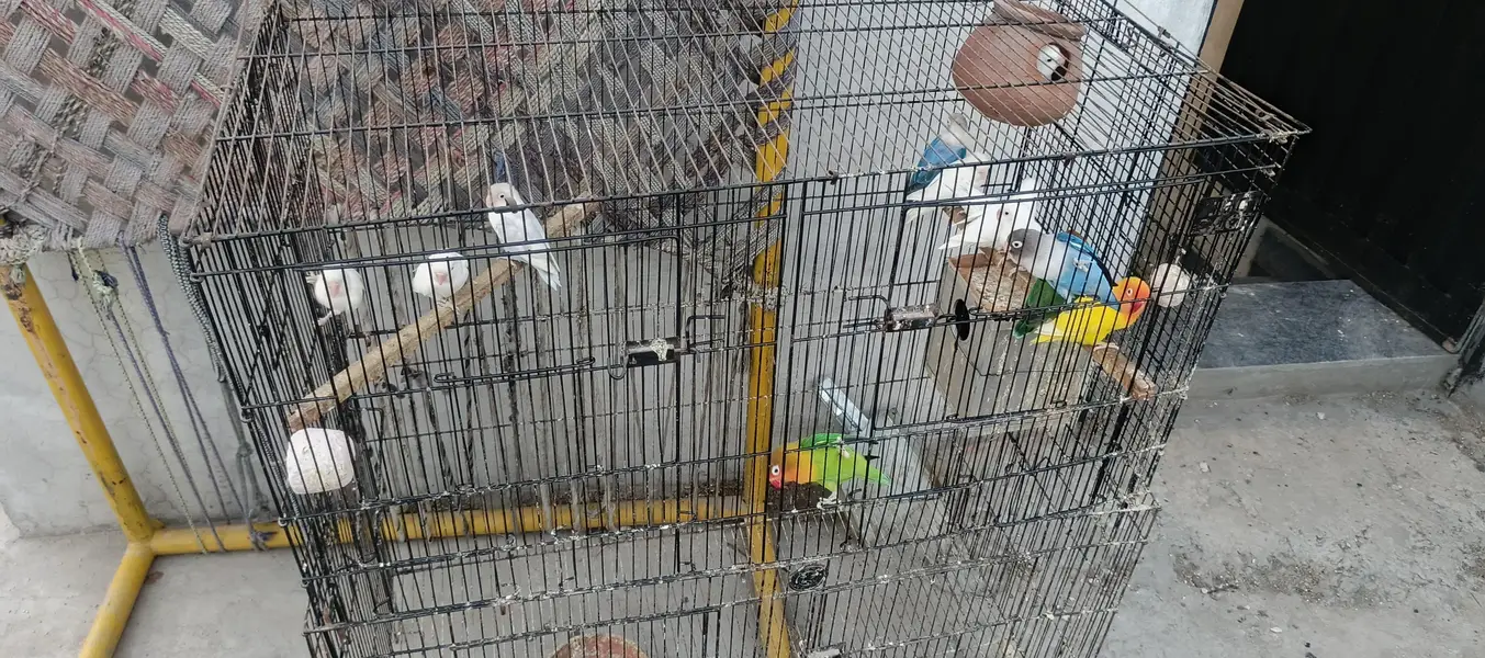 love birds for sale