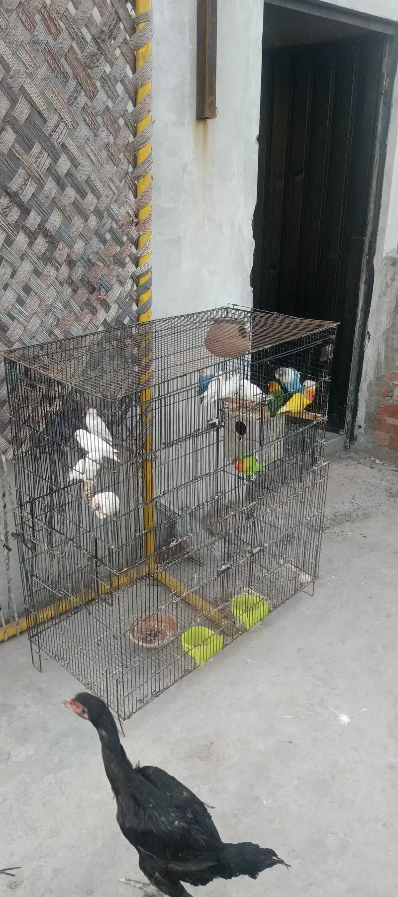 love birds for sale — photo 2