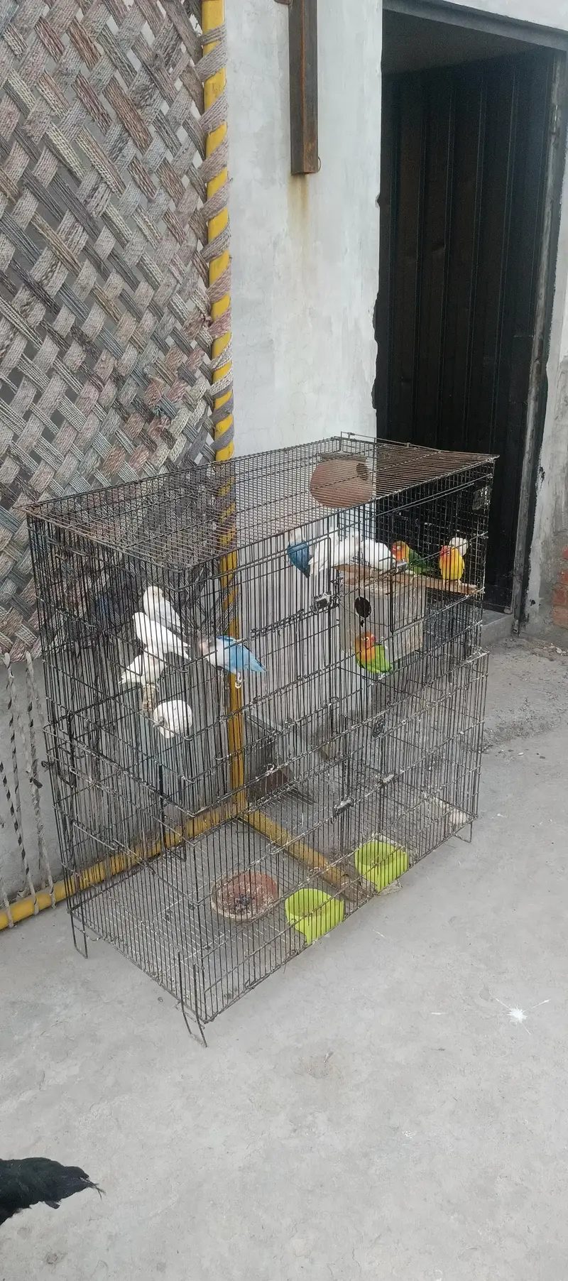 love birds for sale — photo 3