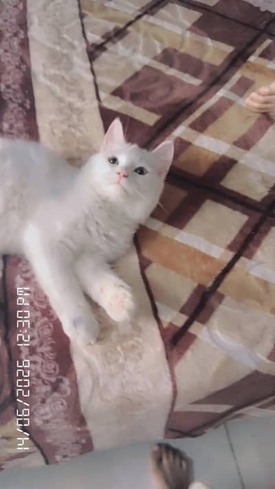 Beautiful and Active Persian Cat for Sale (Friendly & Playful)
