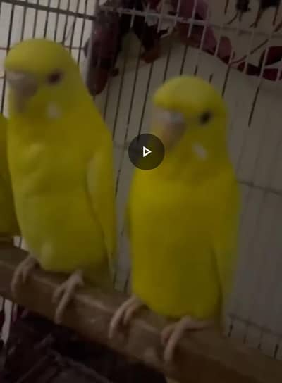 2 pairs common budgies