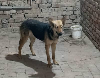 Alsatian female dog for sale ---only  what app  (o3401848499)