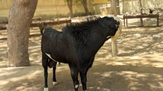 dumby bakro k balo ki cutting khur banwany aur sell and purchase k lye