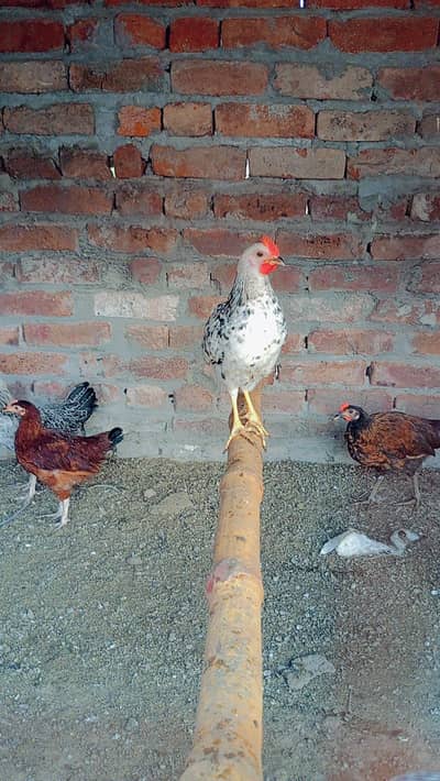 golden misri desi chuzay