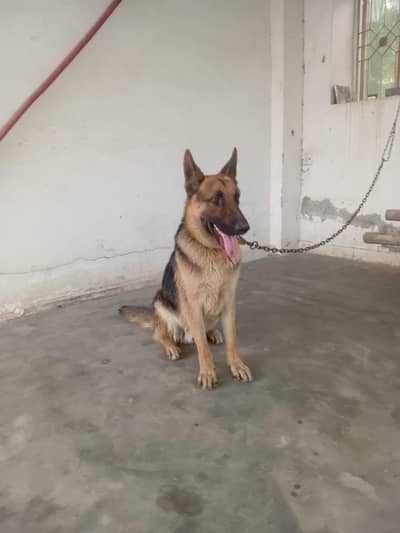 trained German shepherd