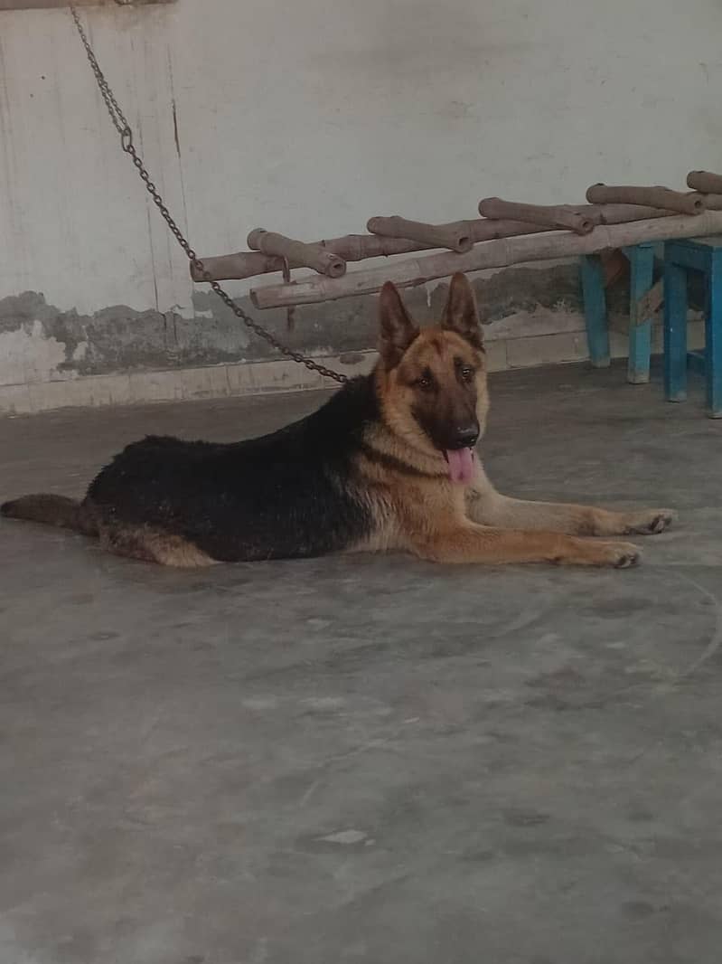 trained German shepherd 1